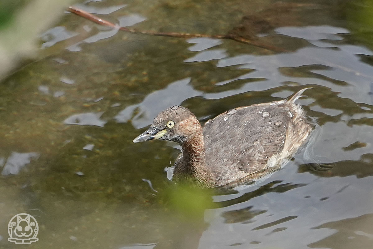 カイツブリ