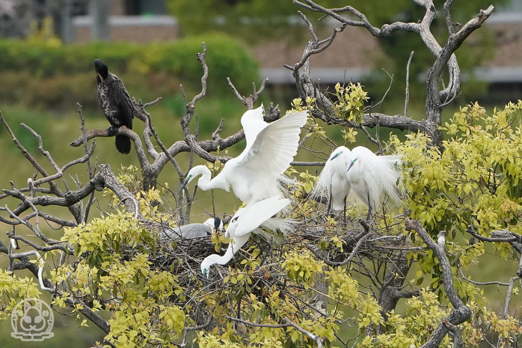 サギのコロニー19 野鳥撮影日記