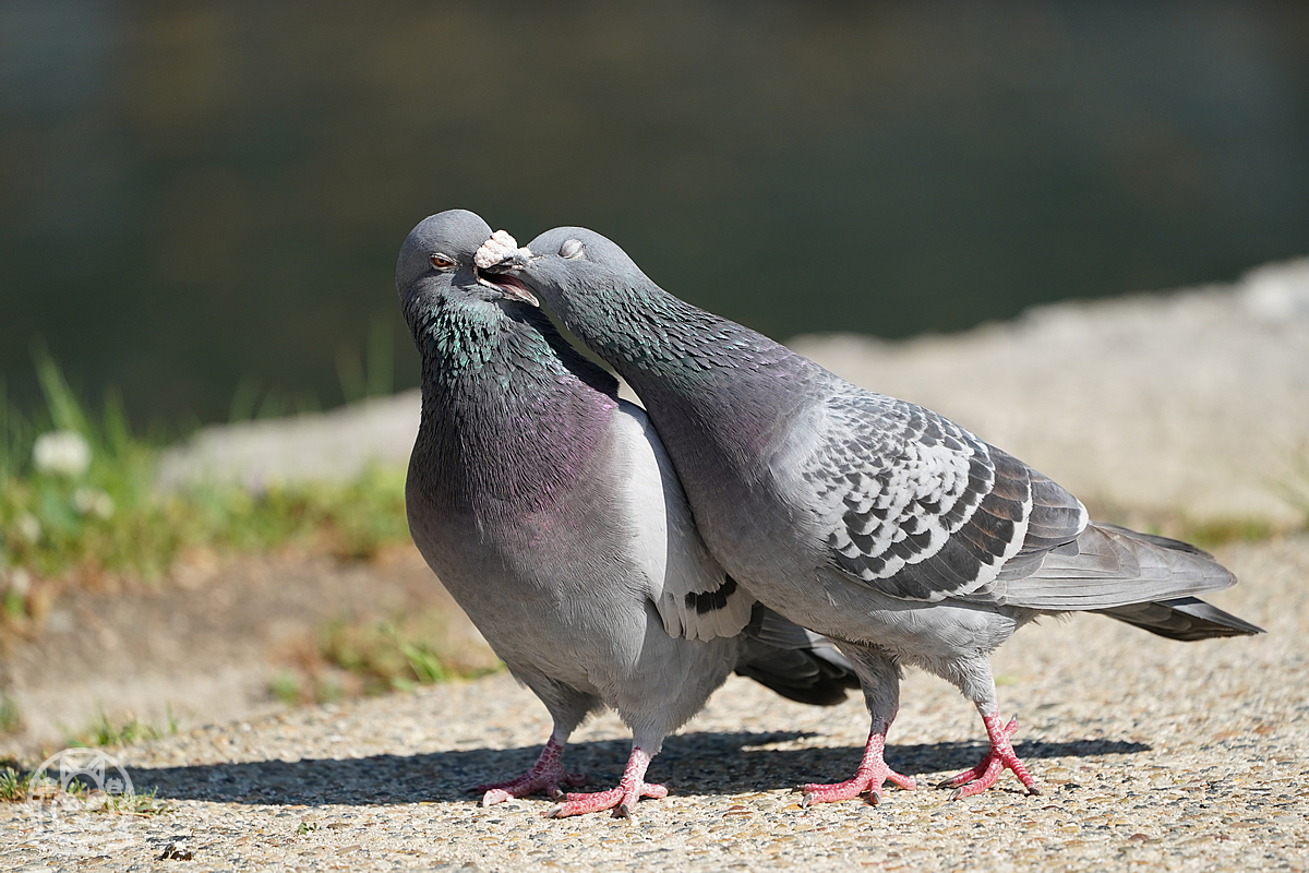 鳩の求愛