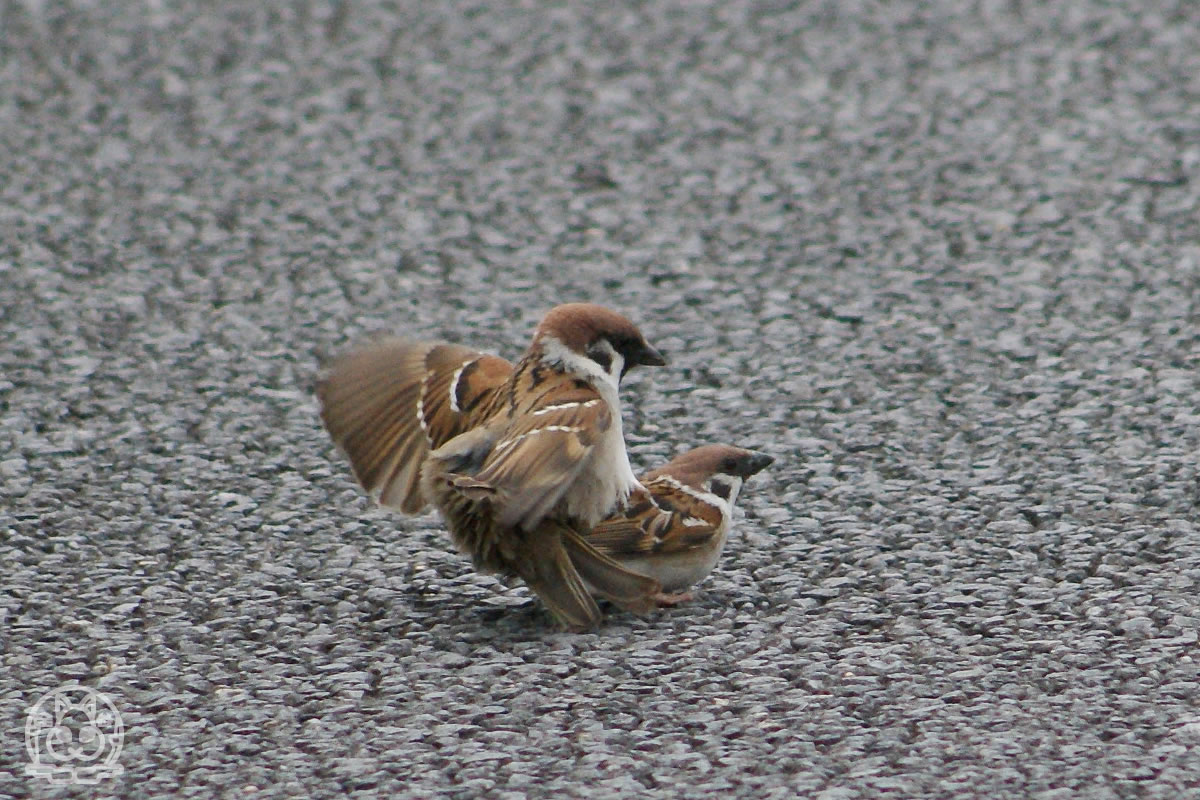 スズメの交尾 野鳥撮影日記