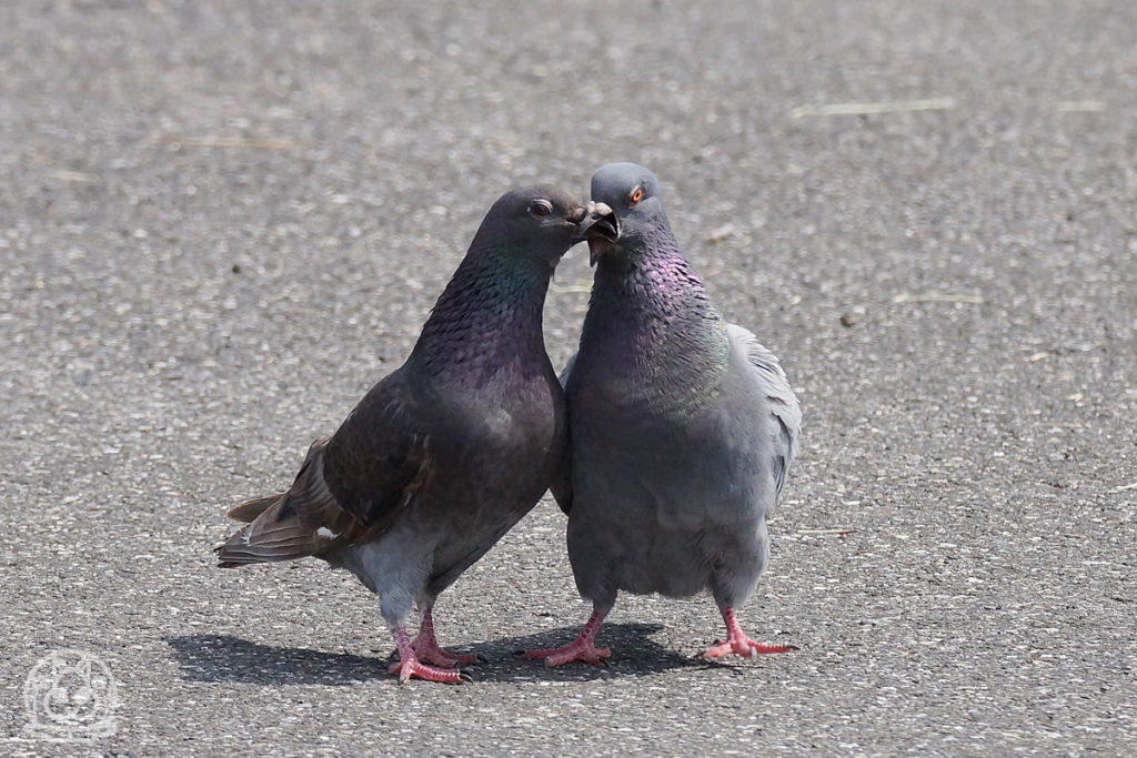 鳩の交尾 野鳥撮影日記