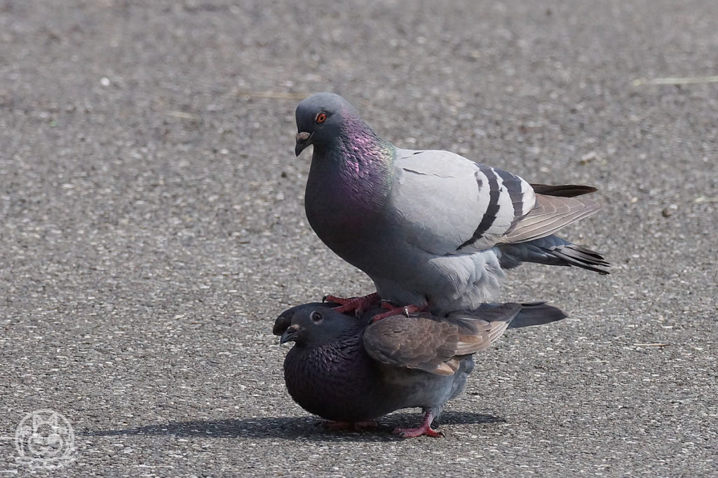 鳩の交尾 野鳥撮影日記