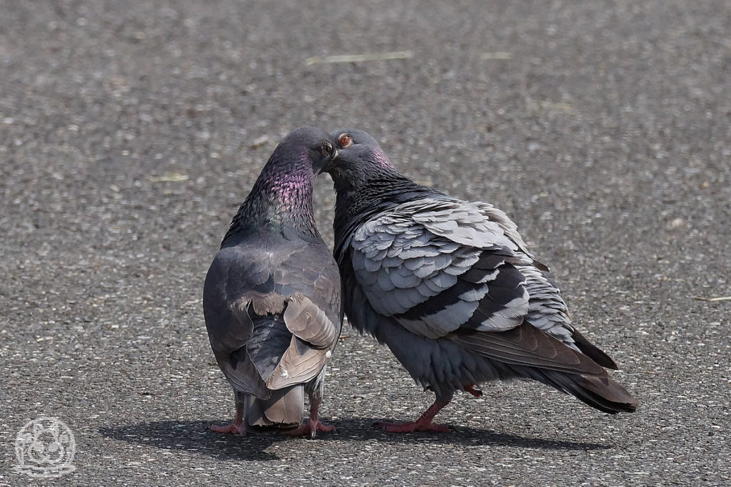 鳩の交尾 野鳥撮影日記