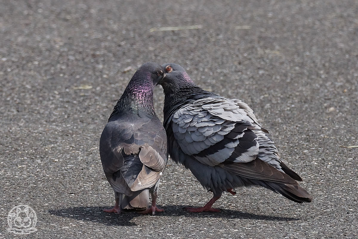 鳩の交尾