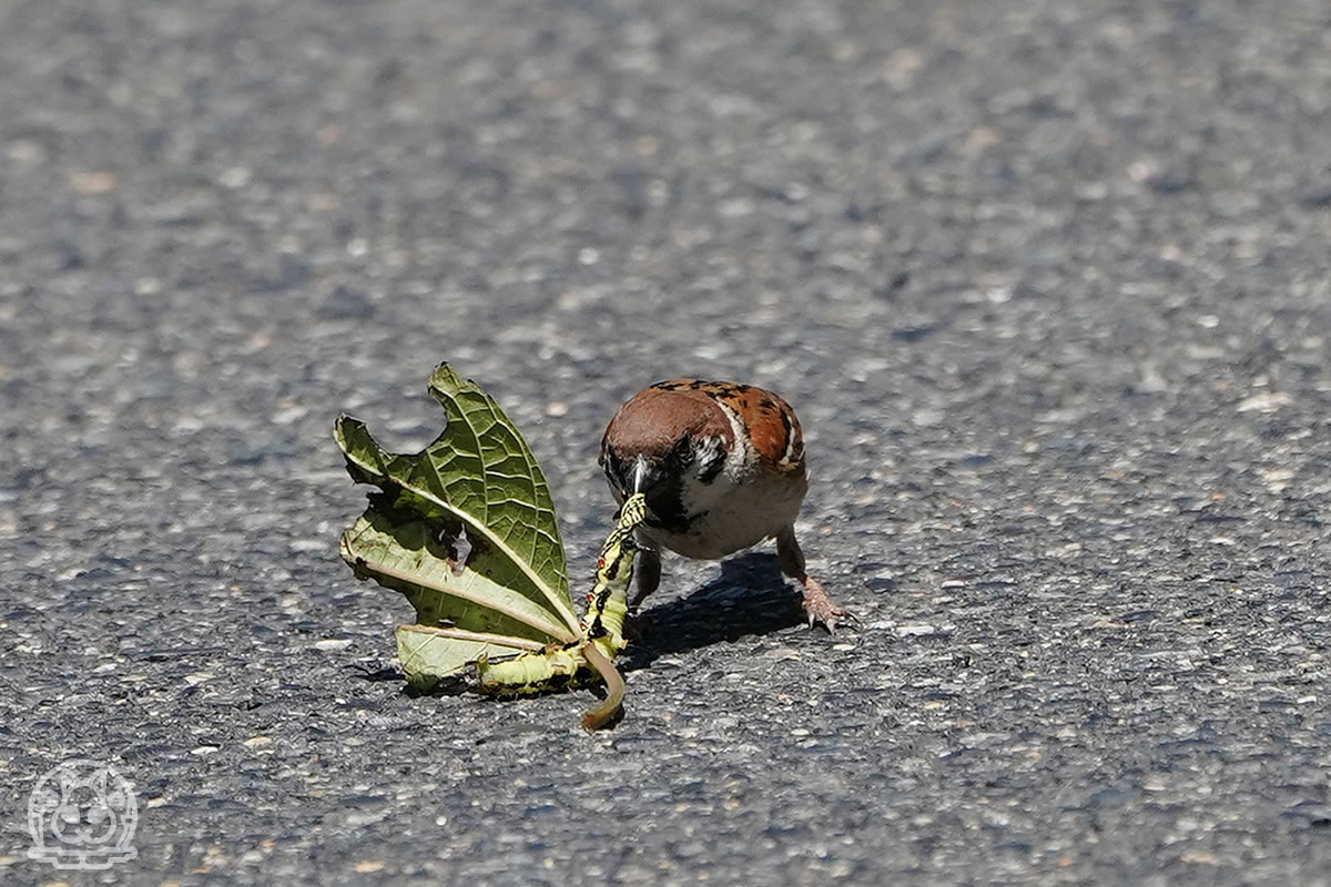 スズメ