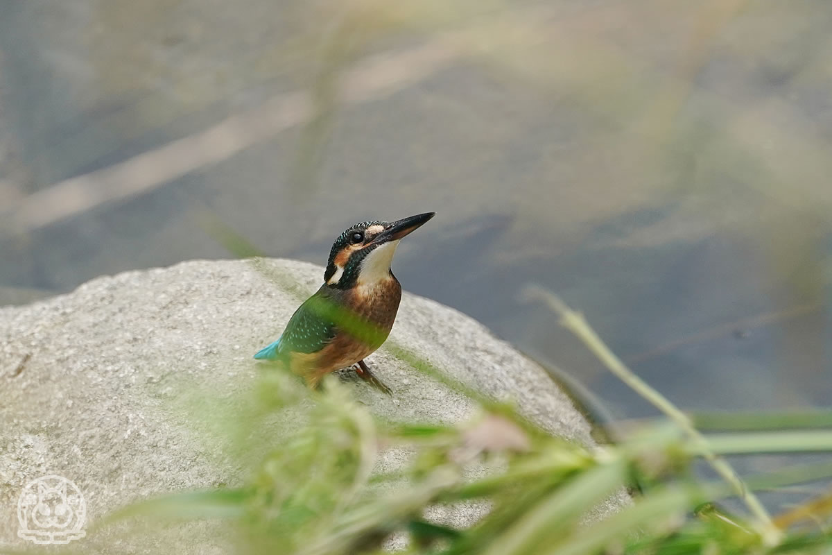 カワセミ