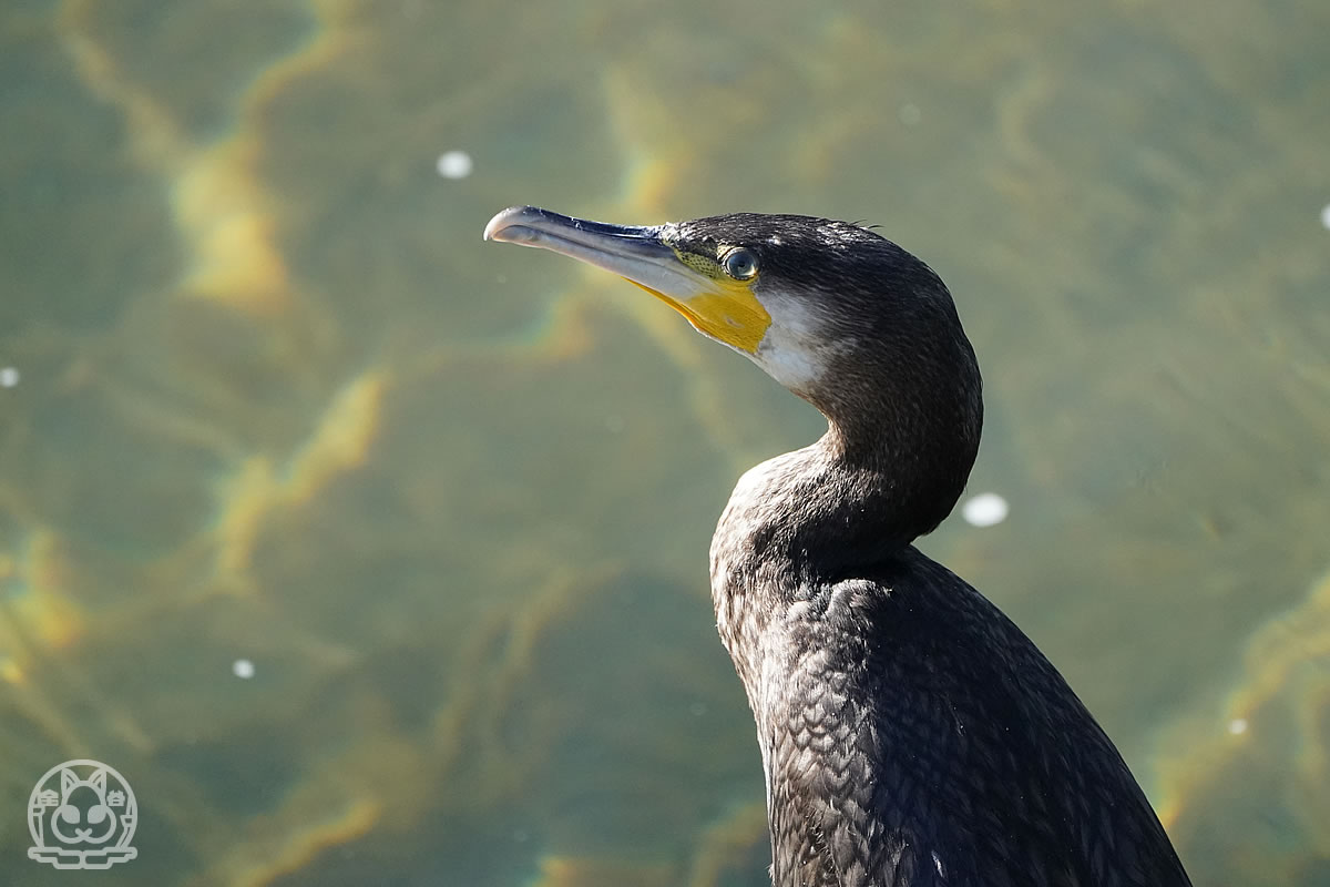 カワウ