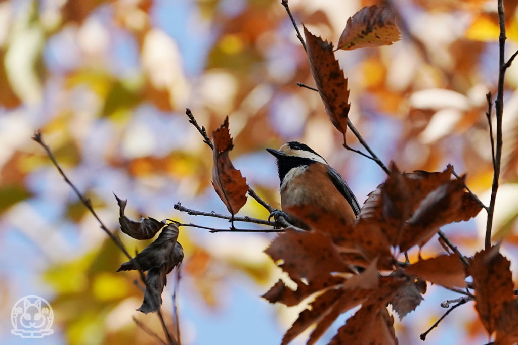 安佐動物公園の野鳥