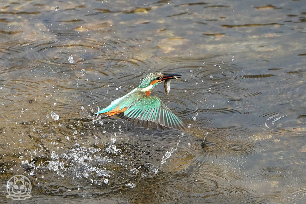 久し振りのカワセミのダイブ