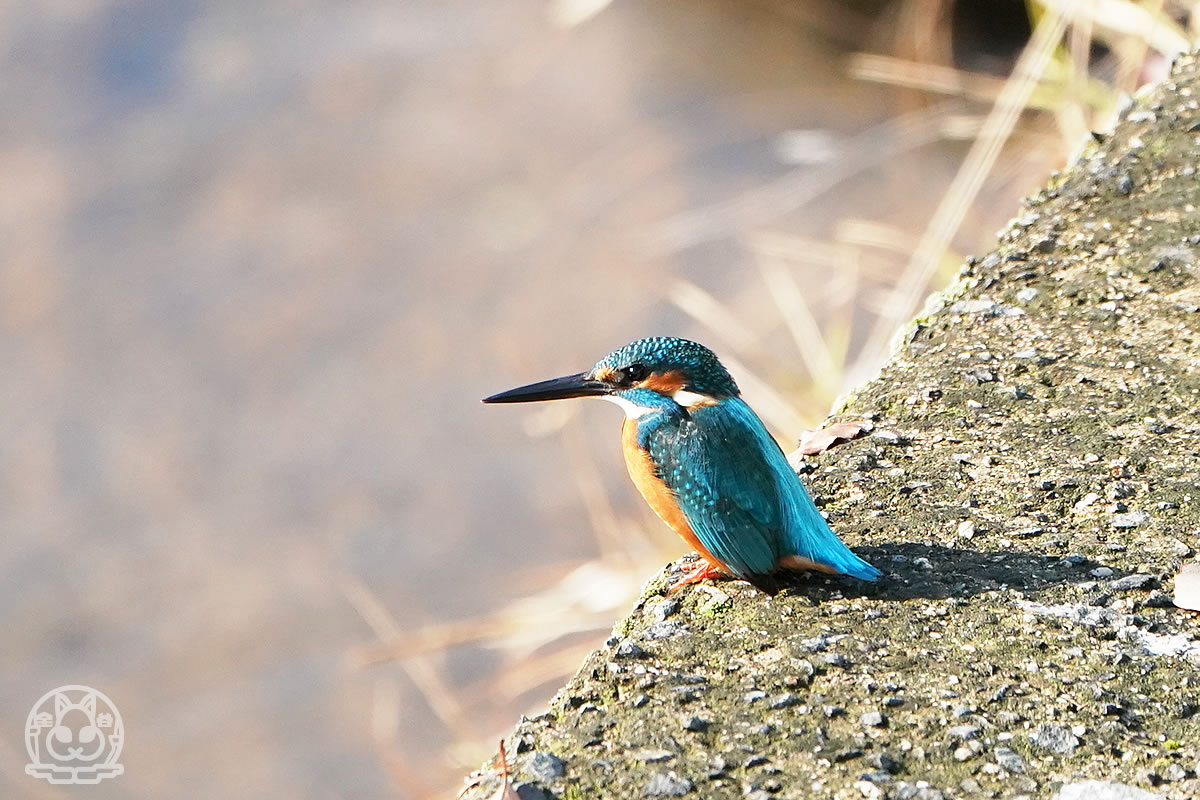 カワセミのダイブ 野鳥撮影日記