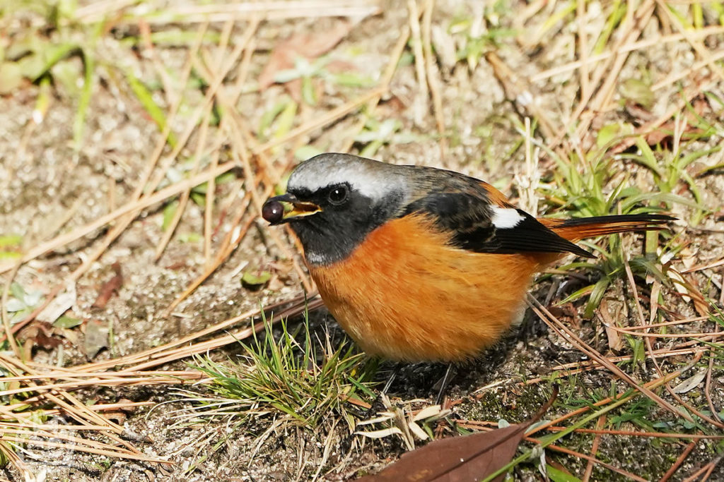 縮景園の野鳥2020.01