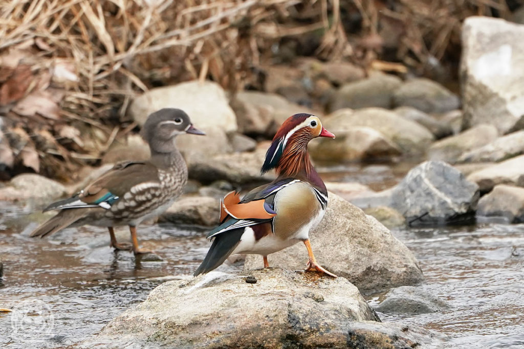 安川の野鳥＜冬＞