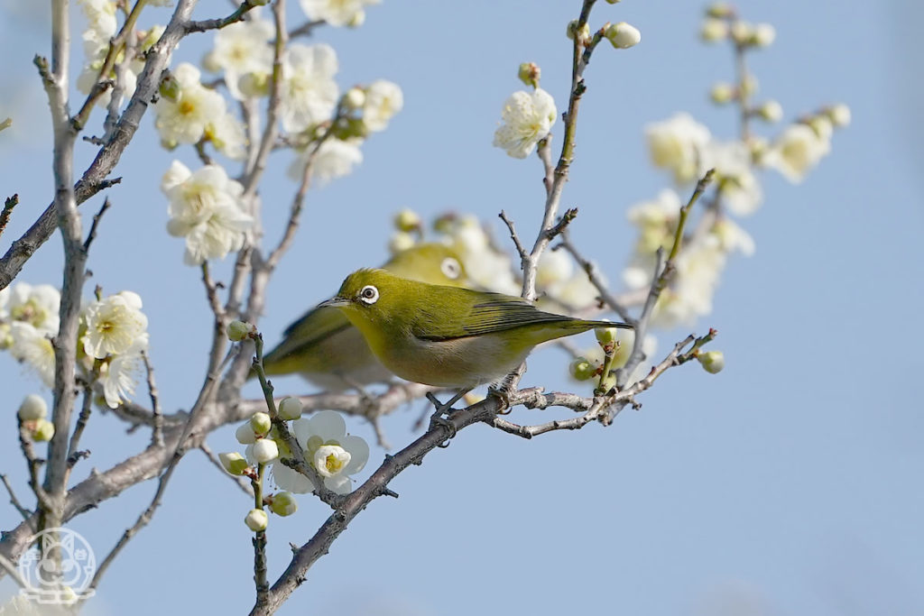 咲き始めた梅にメジロがやってきた