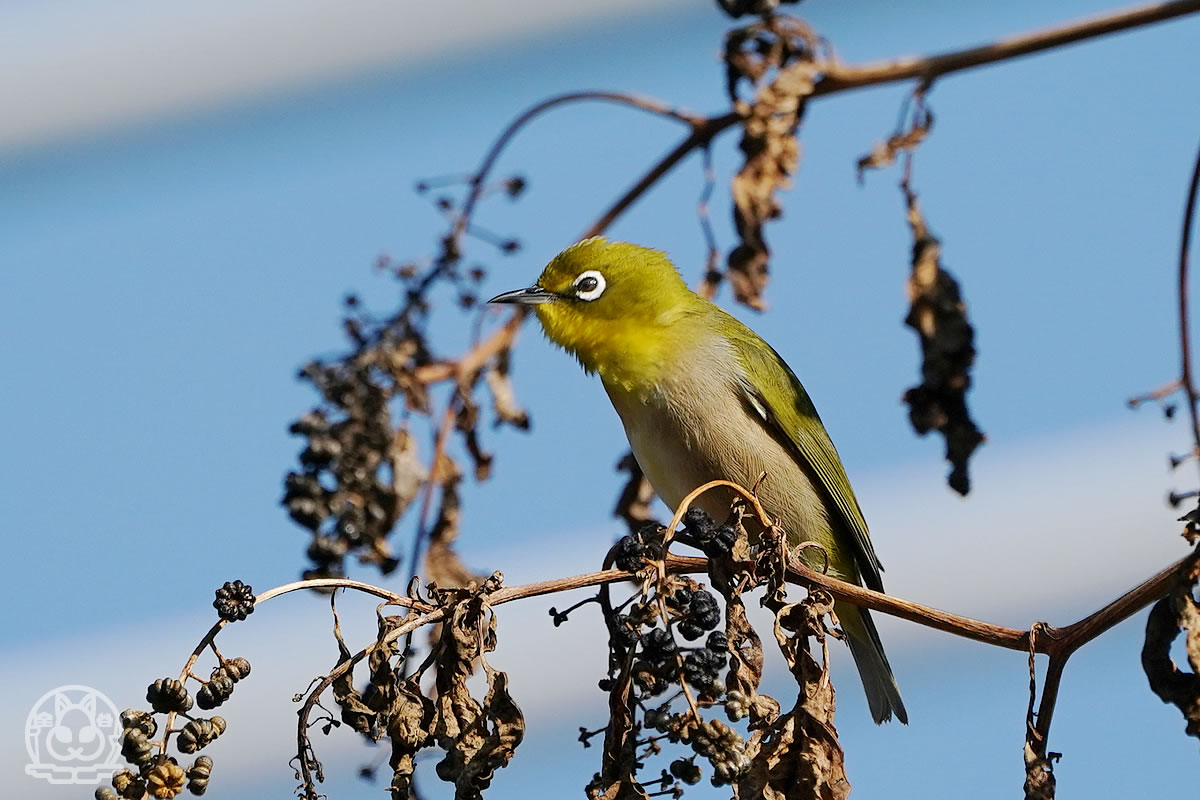 メジロの群れに遭遇 そしてツグミも1羽混じってました 野鳥撮影日記