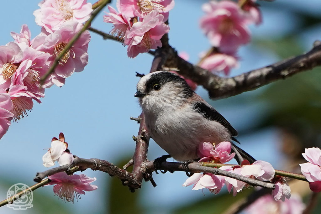 梅の木にエナガ