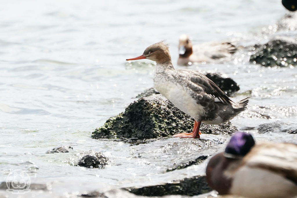 みずとりの浜公園にウミアイサが来ていました