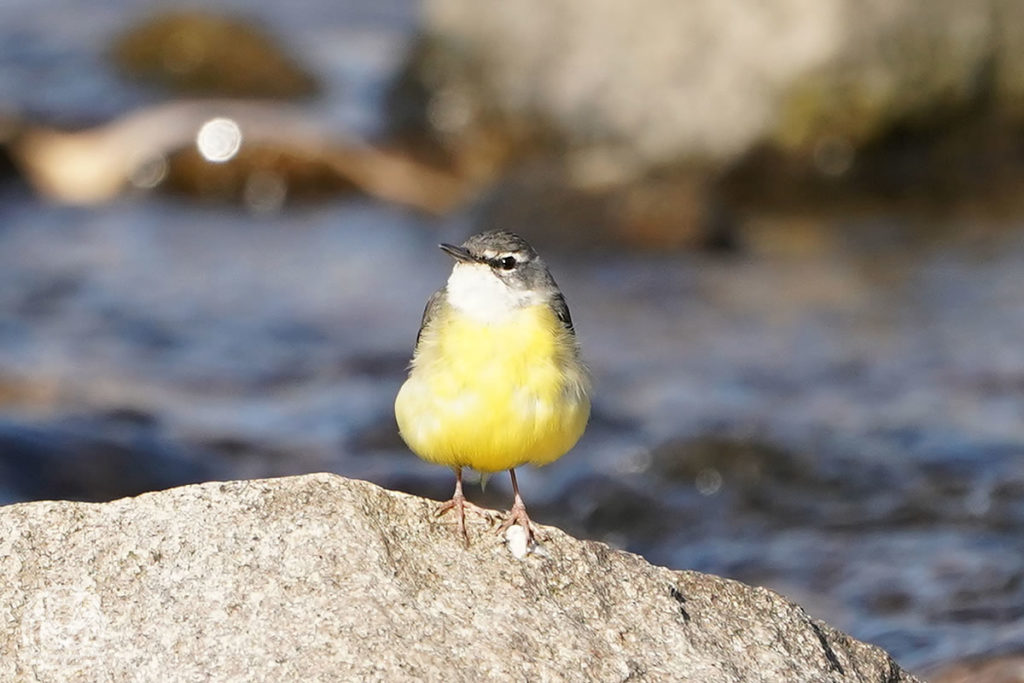 今日は沢山の野鳥に出会えました