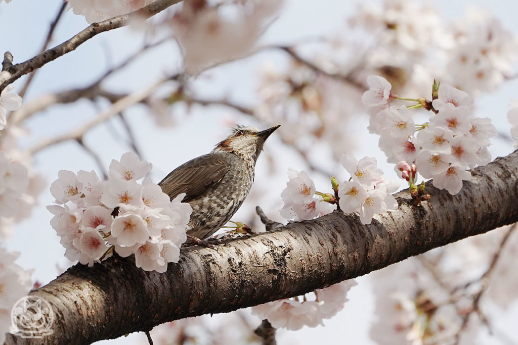 桜と野鳥