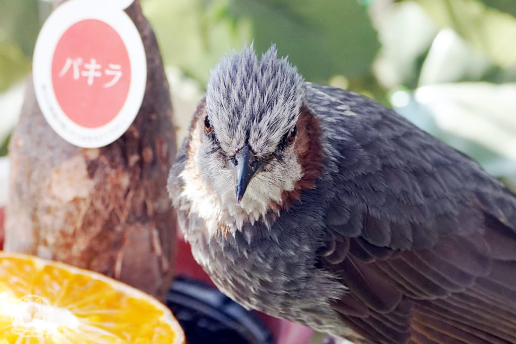 自宅にヒヨドリがやって来た