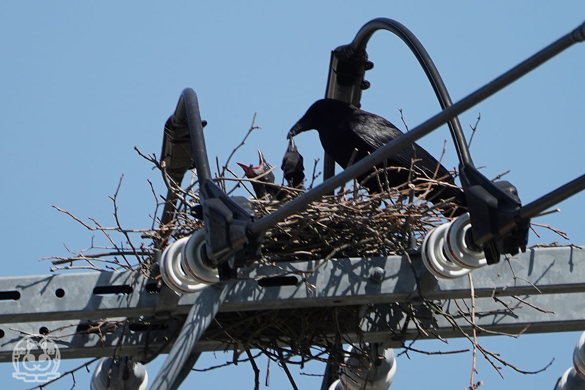 カラスの給餌