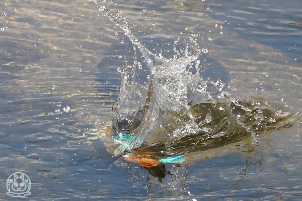 カワセミの魚捕り