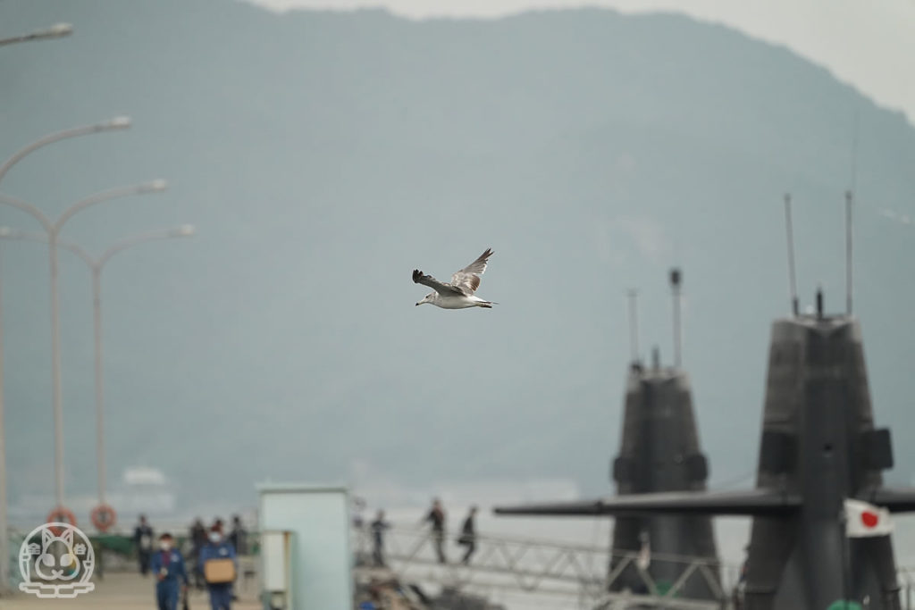 カモメと潜水艦