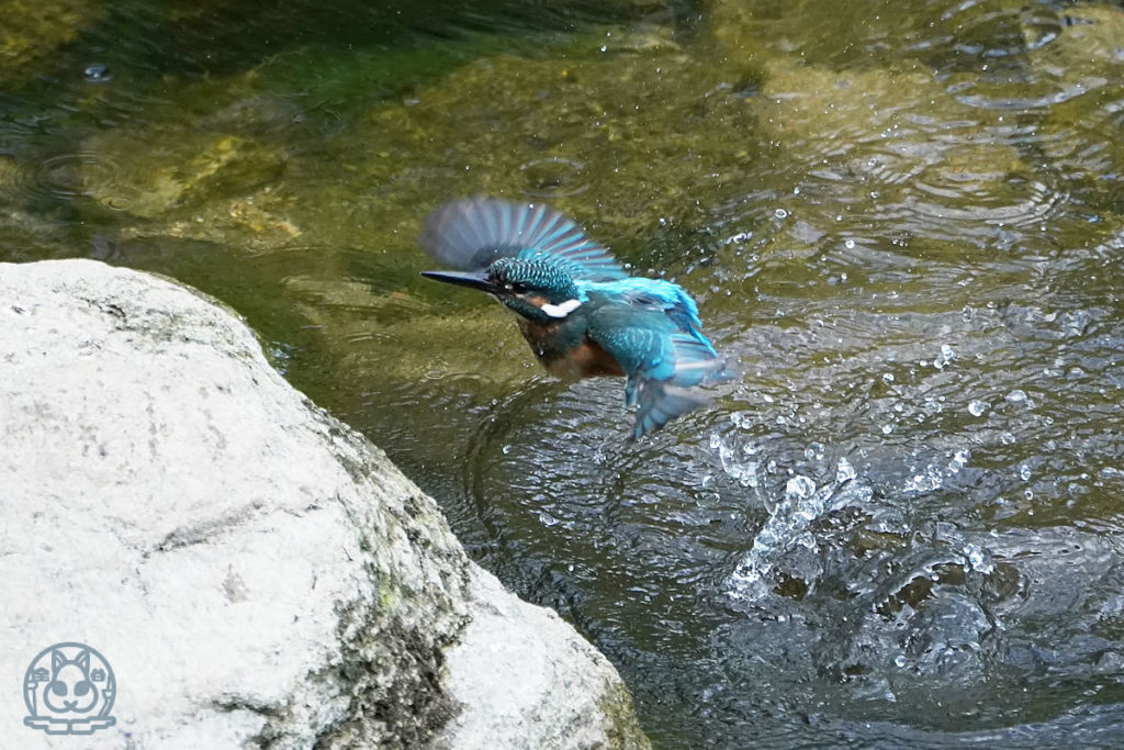 カワセミの水浴び