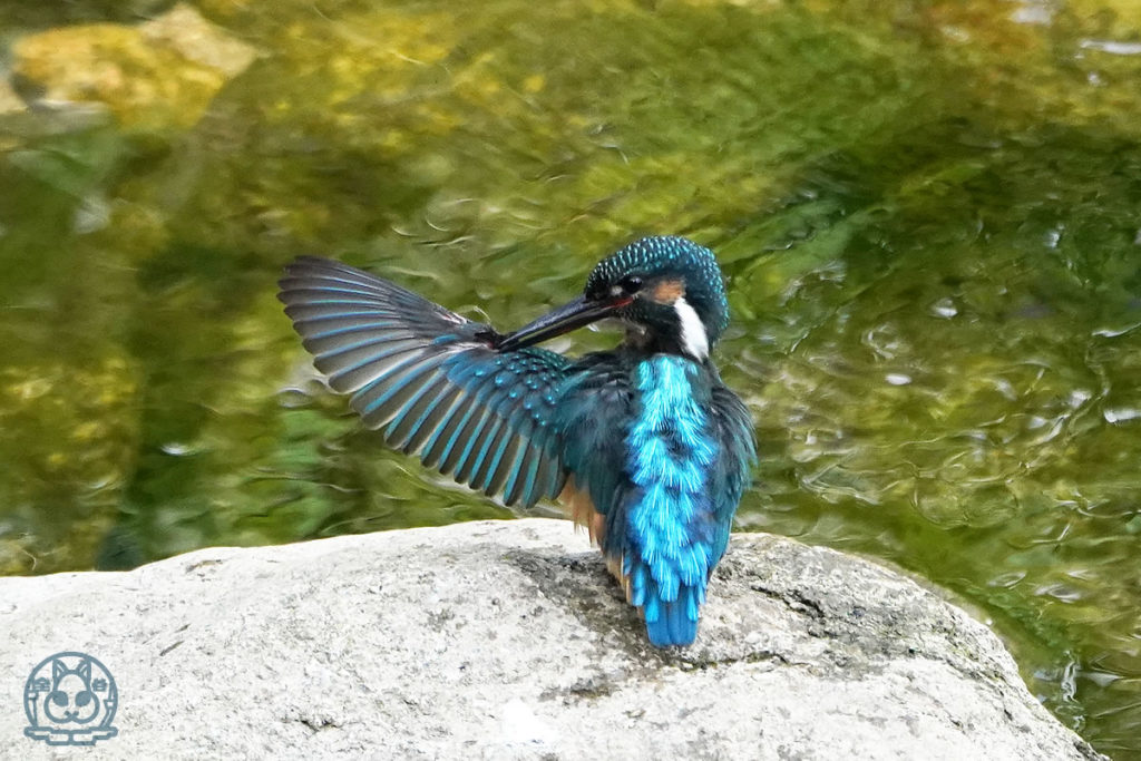 カワセミの毛繕い