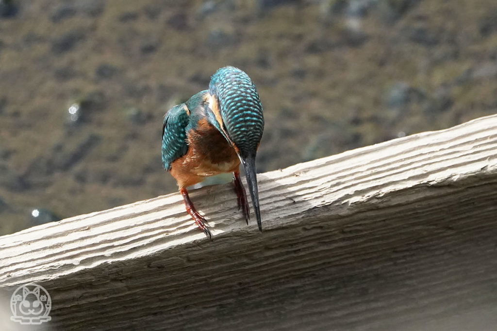 カワセミの季節がやってきた