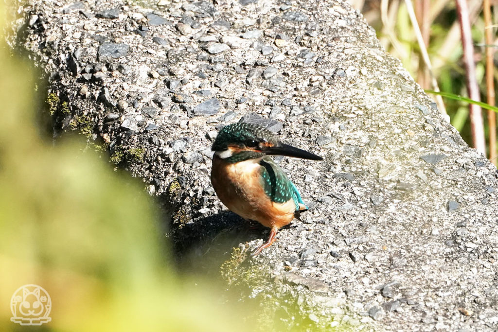 今日のカワセミ