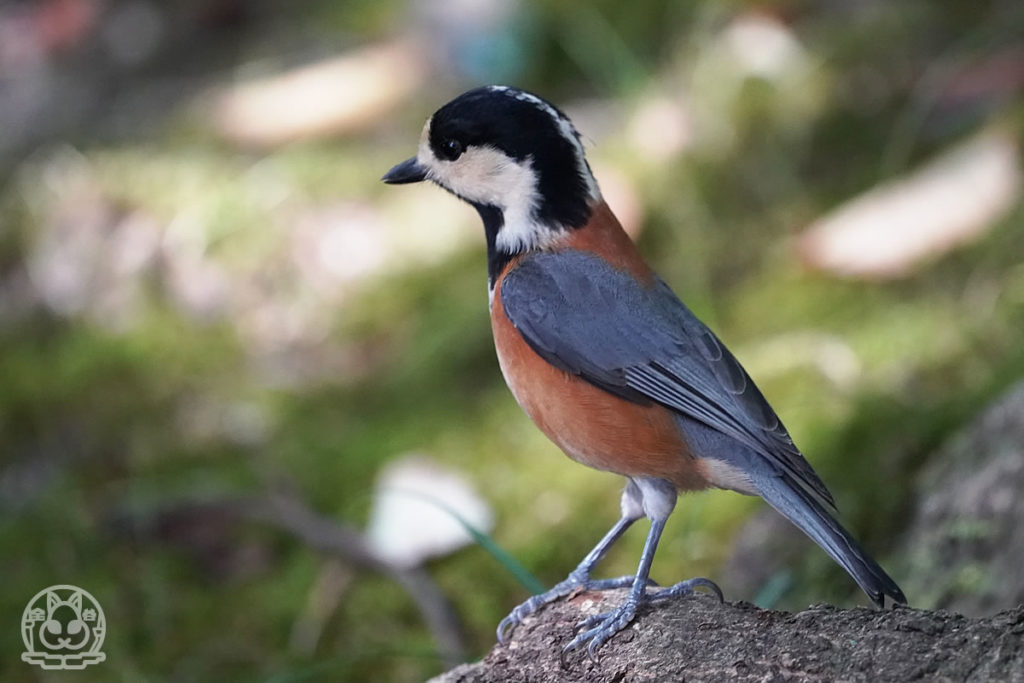 秋の広島城の野鳥達