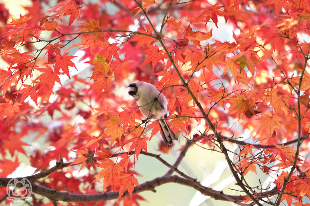 三滝寺に紅葉と野鳥を撮りに