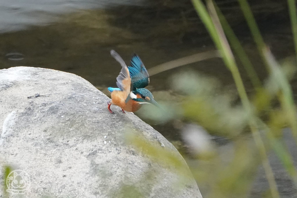 カワセミが長い時間姿を見せてくれました