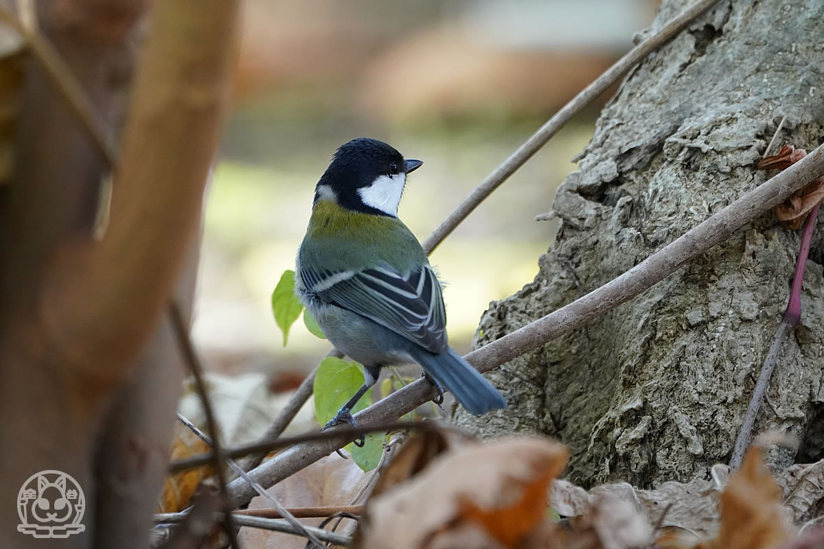 セグロセキレイ の記事一覧 野鳥撮影日記