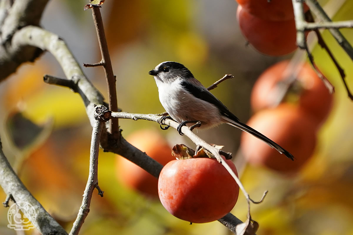 エナガ の記事一覧 野鳥撮影日記