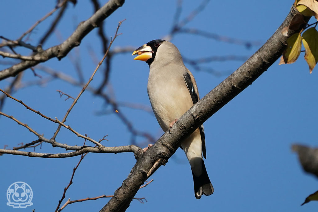 2020年冬広島城の野鳥