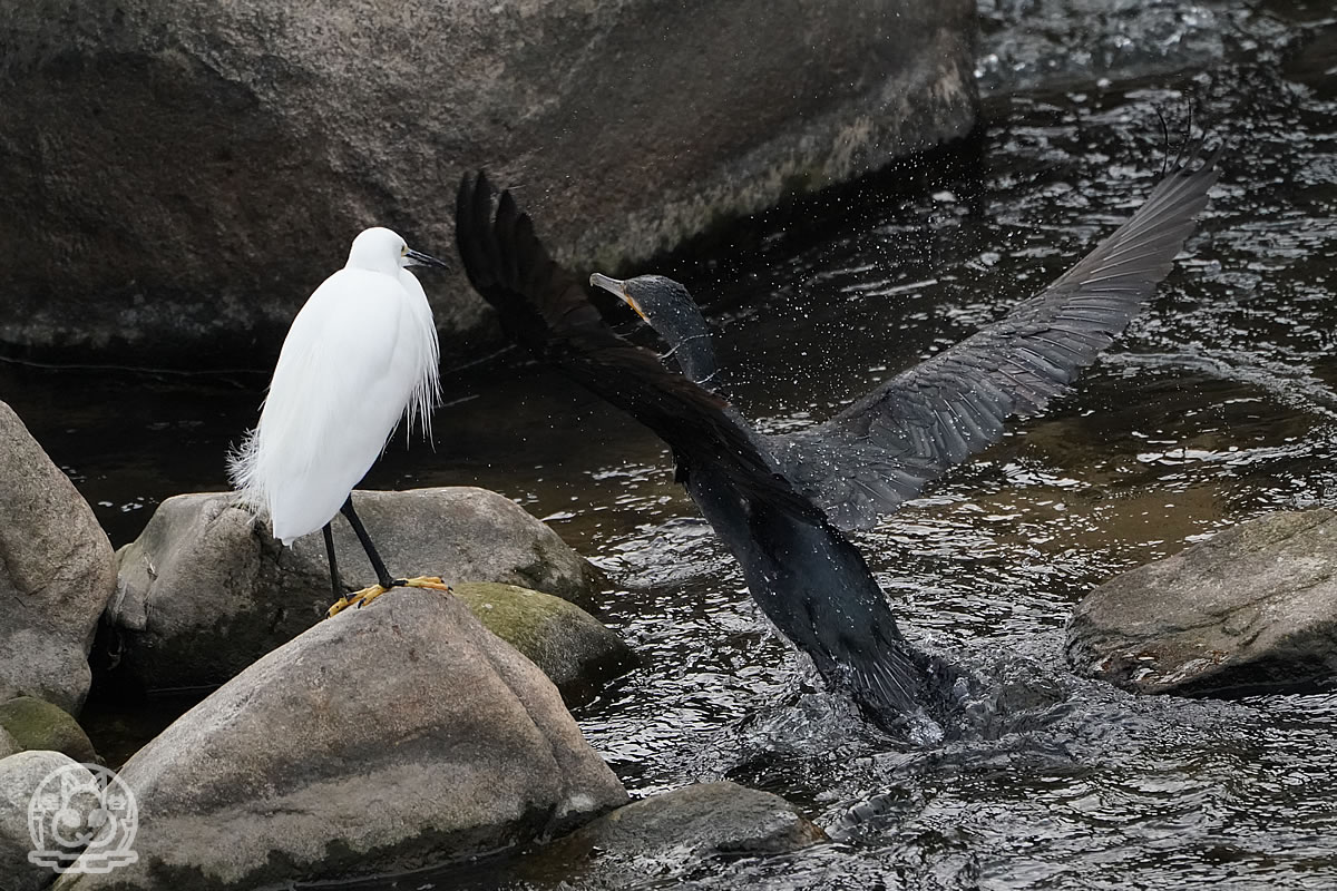 カワウとコサギ