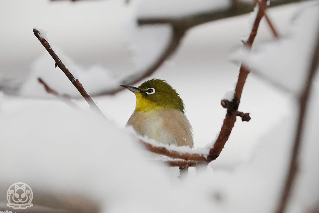 2021年初撮り（鳥）