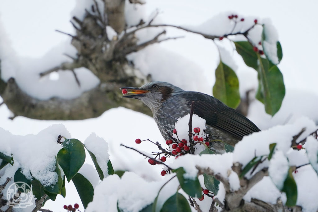 雪の日の野鳥