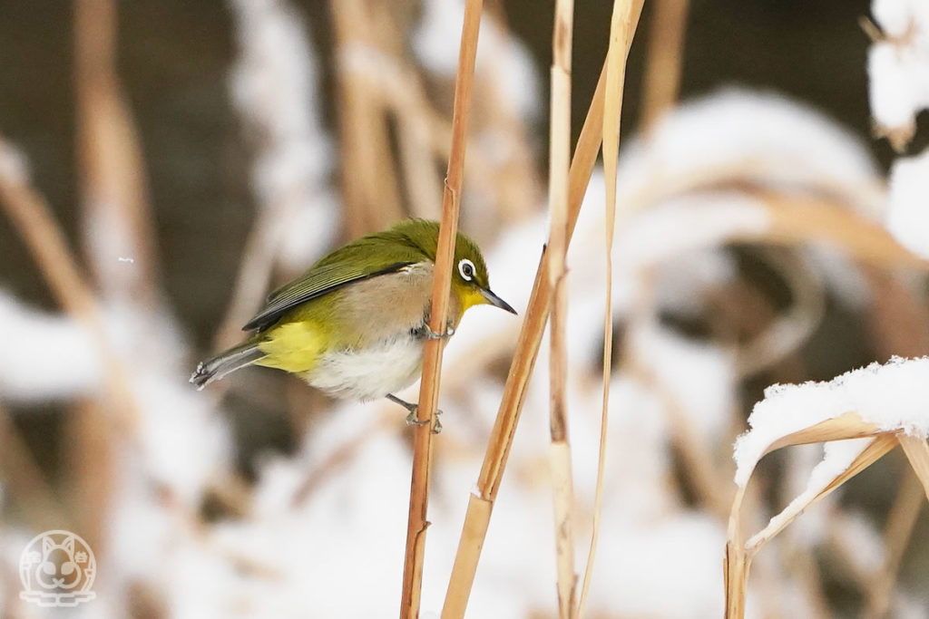 雪の日に川へ野鳥を撮りに行ってきました