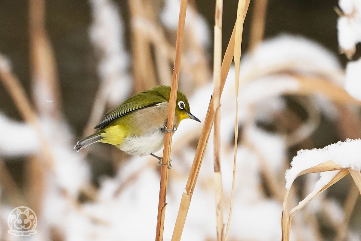 メジロ の記事一覧 野鳥撮影日記