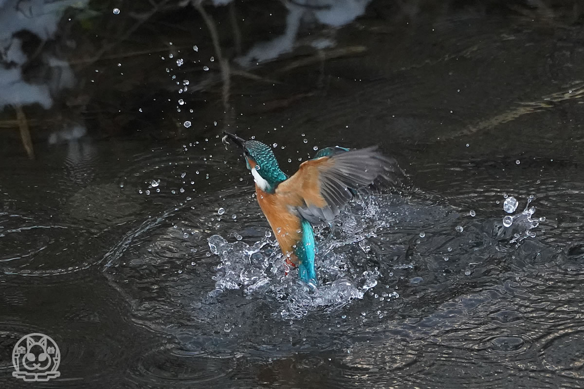 カワセミ