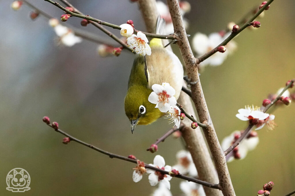 ツグミとウメジローと近所の野鳥達