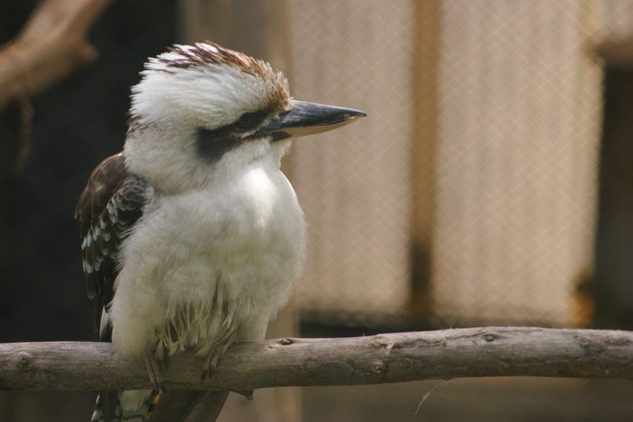 キャンベルタウン野鳥の森