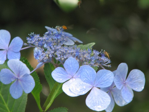 向島百花園 ７月の草花 Vol.2