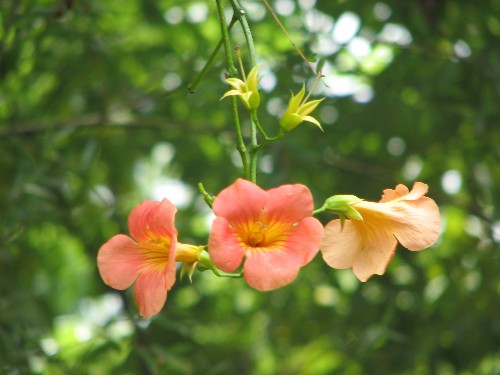 ティンカーベルと立夏の花々38