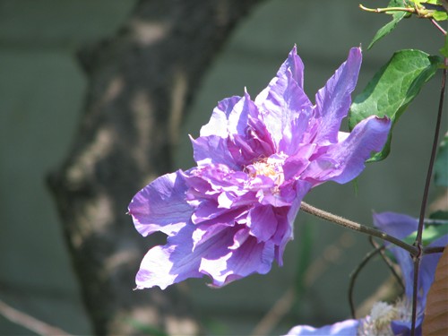 ティンカーベルと立夏の花々44