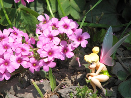 ティンカーベルと立夏の花々46